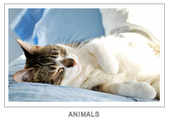 GalleryIcon-Animals