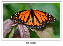 GalleryIcon-Nature